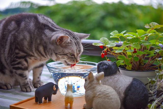 猫にウォーターサーバーのお水をあげても大丈夫?健康のために飼い主が気を付けることは?